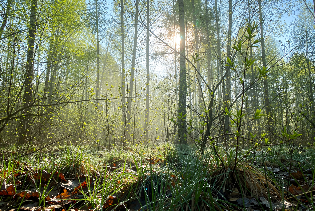 Погода у Корюківці на 06.04.2026