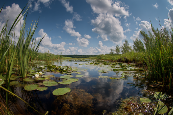 Погода у Корюківці на 21.07.2026